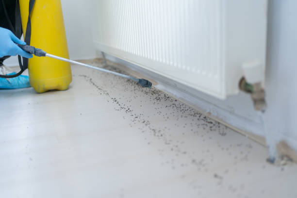 Best Best Pest Control Companies  in Cove Creek, NC